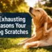 Why Do Dogs Scratch All the Time? 4 Exhausting Reasons (Plus the 1-Step Bath Trick)
