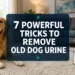 7 Powerful Tricks to Remove Old Dog Urine Stains From Carpet for Good