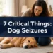 7 Critical Things to Do for Dog Seizures That Could Keep Your Pup Safer