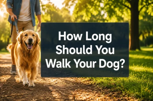 How Long Should You Walk Your Dog? 7 Surprising Signs You're Doing Too Much