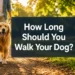 How Long Should You Walk Your Dog? 7 Surprising Signs You're Doing Too Much