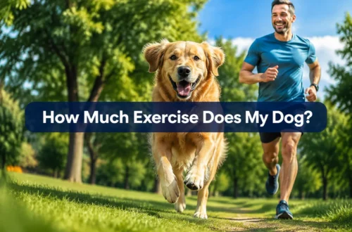 How Much Exercise Does My Dog Need? 7 Surprising Signs You're Getting It Wrong
