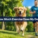 How Much Exercise Does My Dog Need? 7 Surprising Signs You're Getting It Wrong