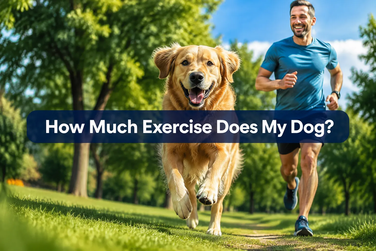 How Much Exercise Does My Dog Need? 7 Surprising Signs You're Getting It Wrong