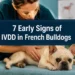 7 Early Signs of IVDD in French Bulldogs Most Owners Miss