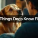 11 Things Dogs Know Before Humans Do (And the Signs We Usually Miss)