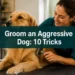 How to Groom an Aggressive Dog: 10 Stress-Reducing Tricks Most Owners Never Try
