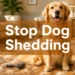 How to Stop My Dog From Shedding So Much: 9 Surprisingly Simple Fixes That Actually Work