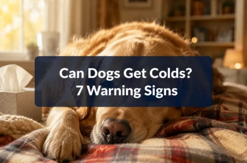 Can Dogs Get Colds? 7 Warning Signs Most Owners Mistake for Something Else