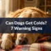 Can Dogs Get Colds? 7 Warning Signs Most Owners Mistake for Something Else