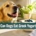 Can Dogs Eat Greek Yogurt? 7 Surprising Benefits & Risks Dog Owners Should Know