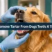 How to Remove Tartar From Dogs' Teeth: 6 Things That Actually Make a Difference