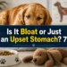 Is It Bloat or Just an Upset Stomach? 7 Signs of Bloat in Dogs Every Owner Must Know