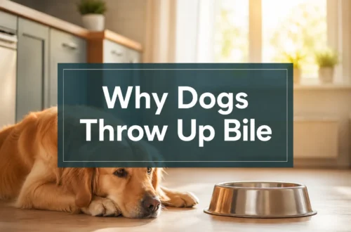 Why Dogs Throw Up Bile on an Empty Stomach: 5 Mistakes That May Make It Worse