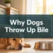Why Dogs Throw Up Bile on an Empty Stomach: 5 Mistakes That May Make It Worse
