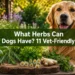 What Herbs Can Dogs Have? 11 Vet-Friendly Picks With Surprising Benefits