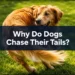 Why Do Dogs Chase Their Tails? A Simple 30-Second Check to Tell Play From a Problem