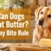 Can Dogs Eat Butter? The "Tiny Bite" Rule Most Dog Owners Get Wrong
