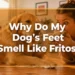 Why Do My Dog's Feet Smell Like Fritos? The Weird Truth Explained