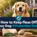 How to Keep Fleas Off Your Dog: 9 Prevention Tricks Most Owners Miss
