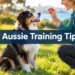 7 Australian Shepherd Training Tips That Finally Get Their Attention