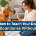 How to Teach Your Dog Boundaries Without Yelling or Punishment