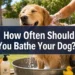 How Often Should You Bathe Your Dog? 7 Signs You're Doing It Wrong