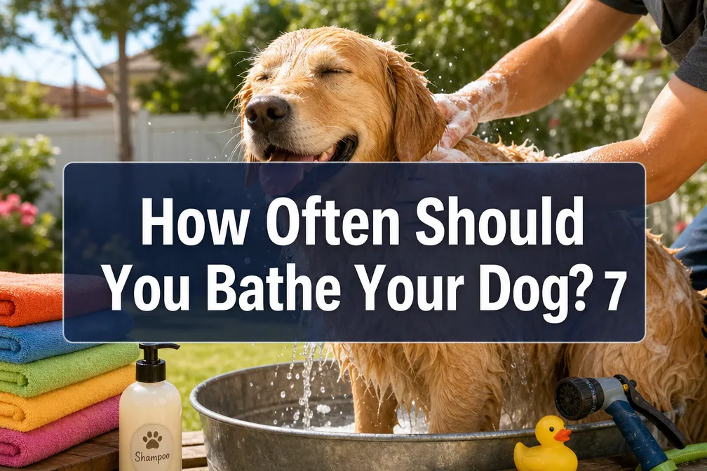 How Often Should You Bathe Your Dog? 7 Signs You're Doing It Wrong