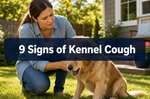 9 Signs of Kennel Cough Dog Owners Often Mistake for Something Else