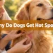 Why Do Dogs Get Hot Spots? 7 Surprising Triggers Most Owners Never Suspect