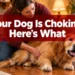Your Dog Is Choking - Here's What to Do in the First 60 Seconds (Heimlich Maneuver for Dogs)