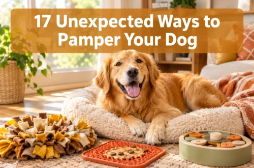 17 Unexpected Ways to Pamper Your Dog That Aren't Just Treats