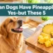 Can Dogs Have Pineapple? Yes - but These 5 Feeding Rules Matter