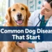 11 Common Dog Diseases That Start With Symptoms Most Owners Ignore