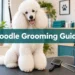 Poodle Grooming Guide: 9 Mistakes That Make Their Coat Harder to Manage