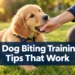 7 Dog Biting Training Tips That Work When "No!" Doesn't
