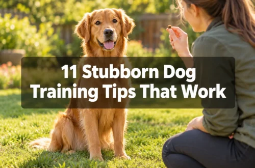 11 Stubborn Dog Training Tips That Work When Nothing Else Does