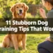11 Stubborn Dog Training Tips That Work When Nothing Else Does