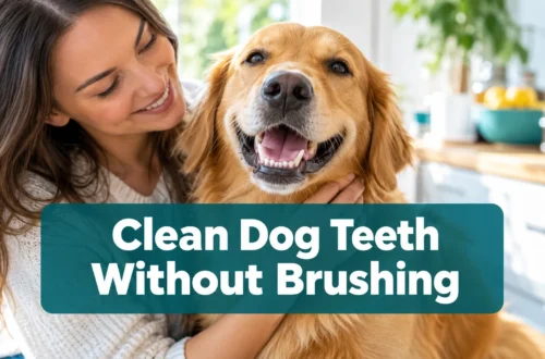 How to Clean Dog Teeth Without Brushing: 7 Surprisingly Easy Tricks That Actually Work