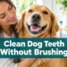 How to Clean Dog Teeth Without Brushing: 7 Surprisingly Easy Tricks That Actually Work