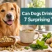 Can Dogs Drink Tea? 7 Surprising Teas That Are Safe (and 5 to Avoid)