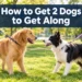 How to Get 2 Dogs to Get Along: 7 Things to Do Before They Meet