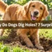 Why Do Dogs Dig Holes? 7 Surprising Messages Hidden in This Habit