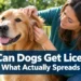 Can Dogs Get Lice? What Actually Spreads Between Dogs, Humans & Pets