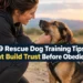 9 Rescue Dog Training Tips That Build Trust Before Obedience