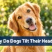 Why Do Dogs Tilt Their Heads? 7 Surprising Reasons You've Never Considered