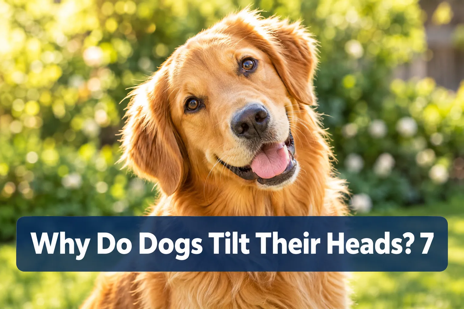 Why Do Dogs Tilt Their Heads? 7 Surprising Reasons You've Never Considered