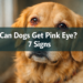 Can Dogs Get Pink Eye? 7 Signs It's More Than Just Red Eyes
