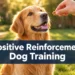 Positive Reinforcement Dog Training: 7 Tiny Wins That Create a Dog Who Wants to Listen