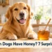 Can Dogs Have Honey? 7 Surprising Benefits & Hidden Risks Every Dog Owner Should Know
